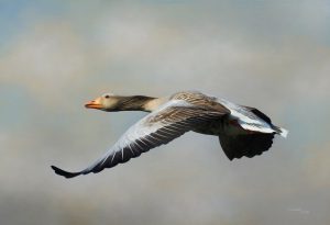 Don't Delay (Goose) artrage art by Stephen Rasche-Hilpert