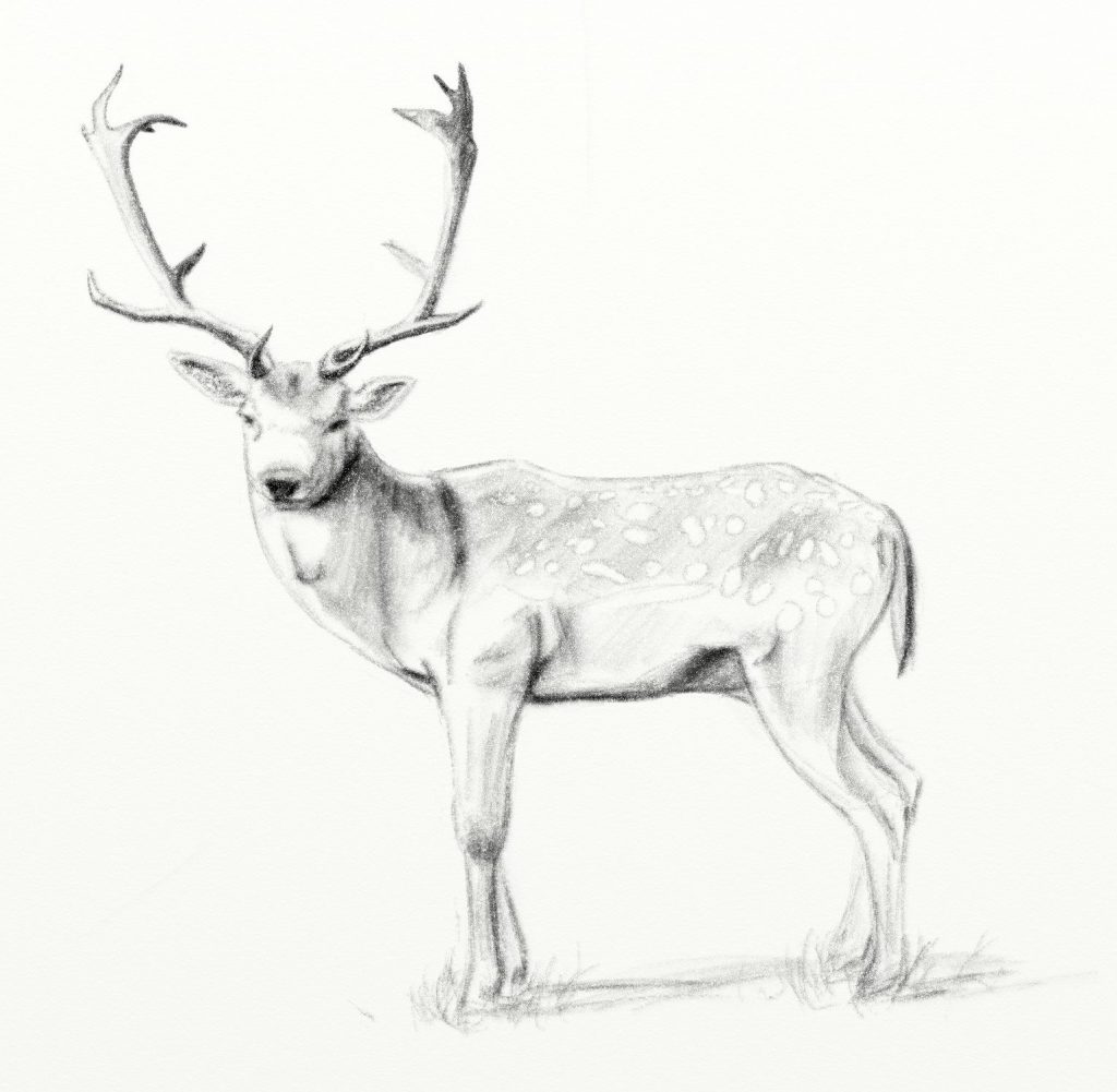 Fallow deer pencil sketch ArtRage 5