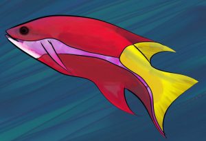 Cuban Hogfish Felt Pen tutorial