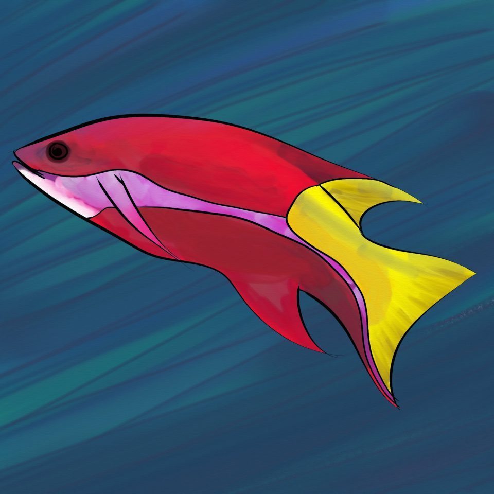 How to Draw Fish: Easy Step-by-Step Fish Drawing [With Video