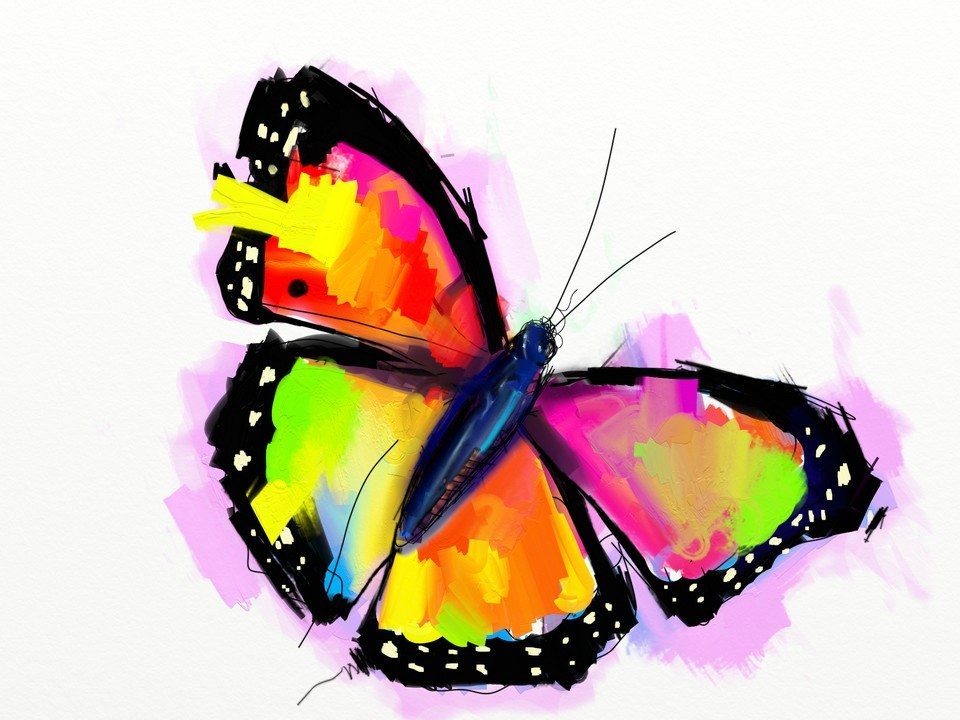 Butterfly by Fernando Madeira