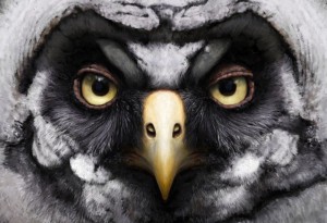 Juvenile great grey owl by Tom Björklund