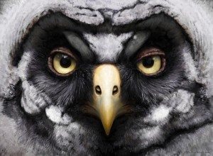 Juvenile great grey owl by Tom Björklund