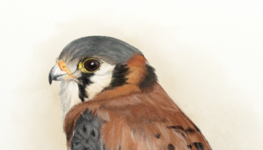 Kestrel pencil ArtRage 5