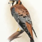 Kestrel color pencil ArtRage 5