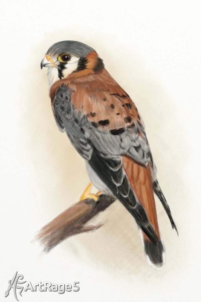 Kestrel color pencil ArtRage 5