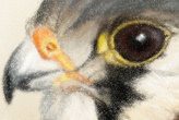 Colored Pencil Kestrel Art