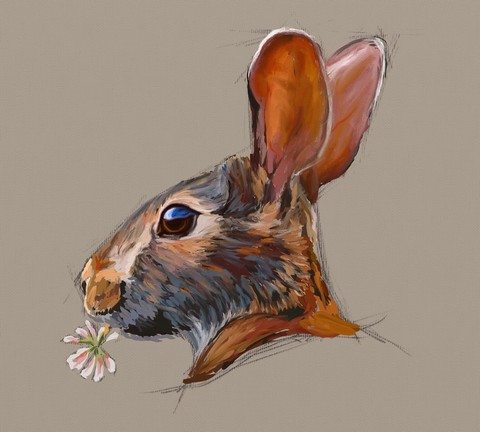 Rabbit Study by Shelly Hanna (small)