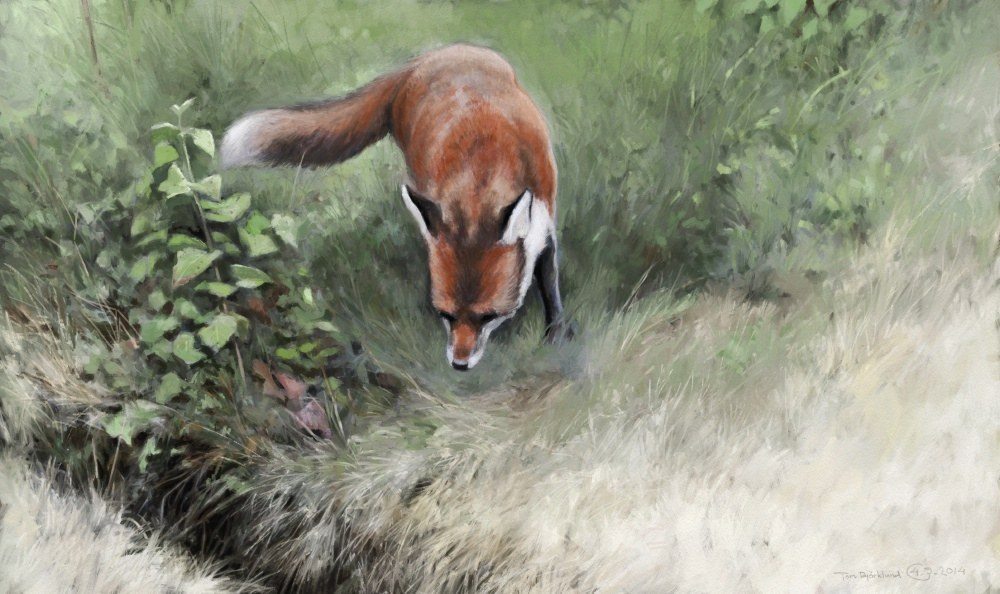 Red fox by Tom Björklund
