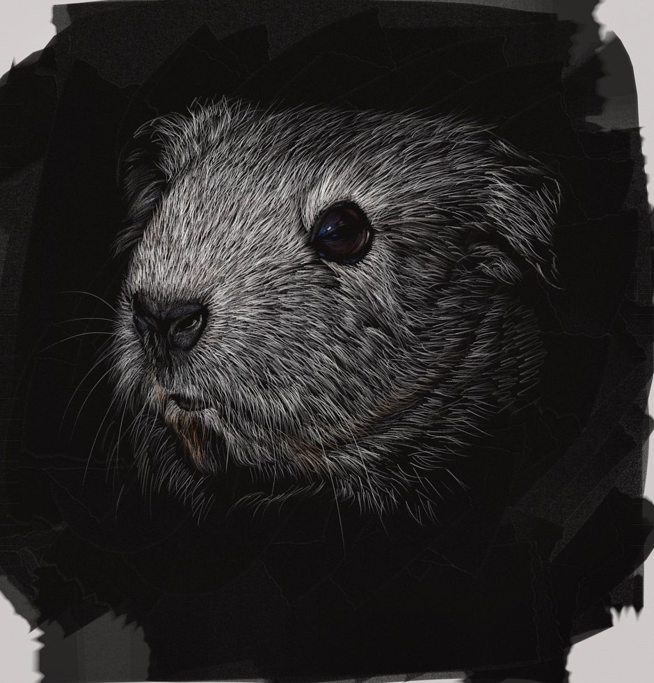 Scratchboard Guinea Pig Final by Shelly Hanna