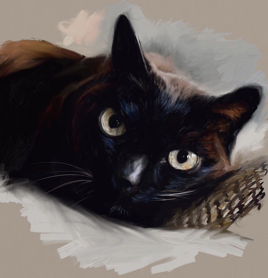 Black Cat by Shelly Hanna