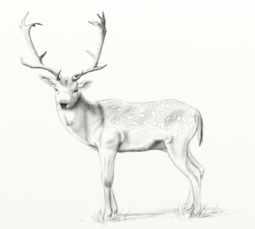 Fallow Deer pencil sketch ArtRage 5