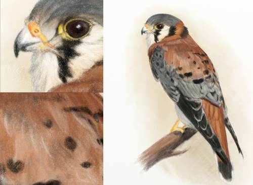 kestrel pencil close ups