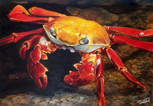 Sally Lightfoot Crab (traditional acrylics painting) by Steve Goad